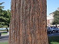 [Picture: tree trunk 1]