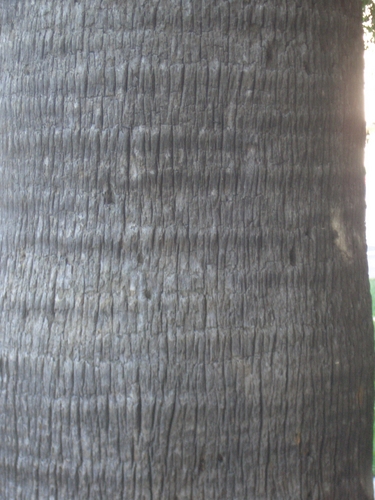 [Picture: tree trunk 4]