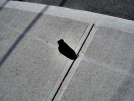 [picture: Abandoned Sock 2]