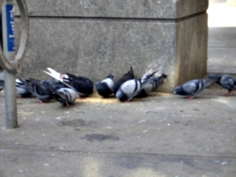 [picture: City Pigeons]
