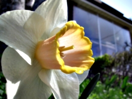 [picture: Daffodil 2]