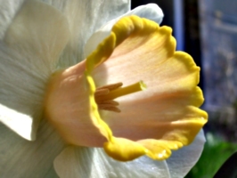 [picture: Daffodil 3]