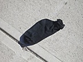 [Picture: Abandoned Sock]