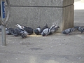 [Picture: City Pigeons]