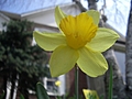 [Picture: Daffodil]