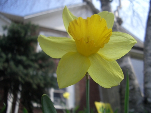 [Picture: Daffodil]