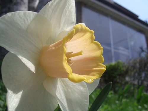 [Picture: Daffodil 2]