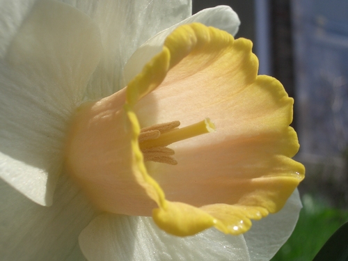 [Picture: Daffodil 3]
