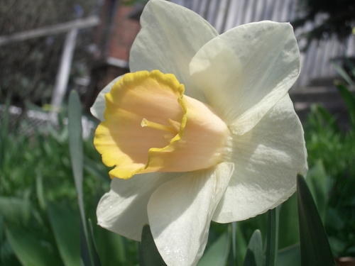 [Picture: Daffodil 4]