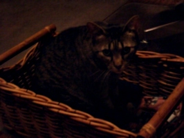 [picture: Moonkitty in her basket]