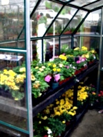[picture: Greenhouse at a Nursery 2]