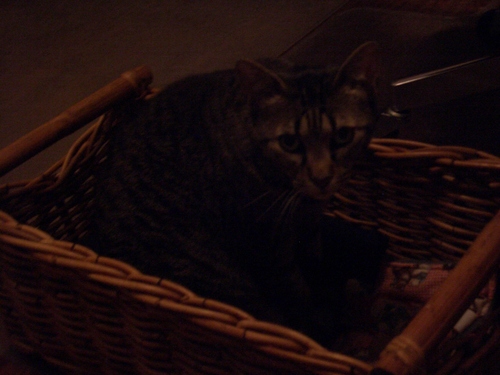 [Picture: Moonkitty in her basket]