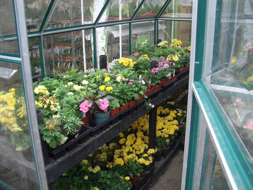 [Picture: Greenhouse at a Nursery]