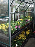 [Picture: Greenhouse at a Nursery 2]