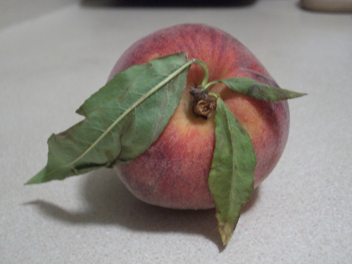 [Picture: Peach 2]