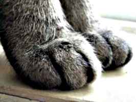 [picture: Moonkitty's paws]
