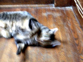 [picture: Cosmos the Cat wriggling]
