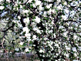 [picture: Apple Blossom 2]