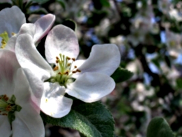 [picture: Apple Blossom Closeup]