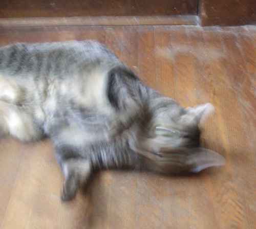 [Picture: Moonkitty rolling on the floor]