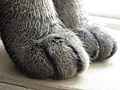 [Picture: Moonkitty’s paws]