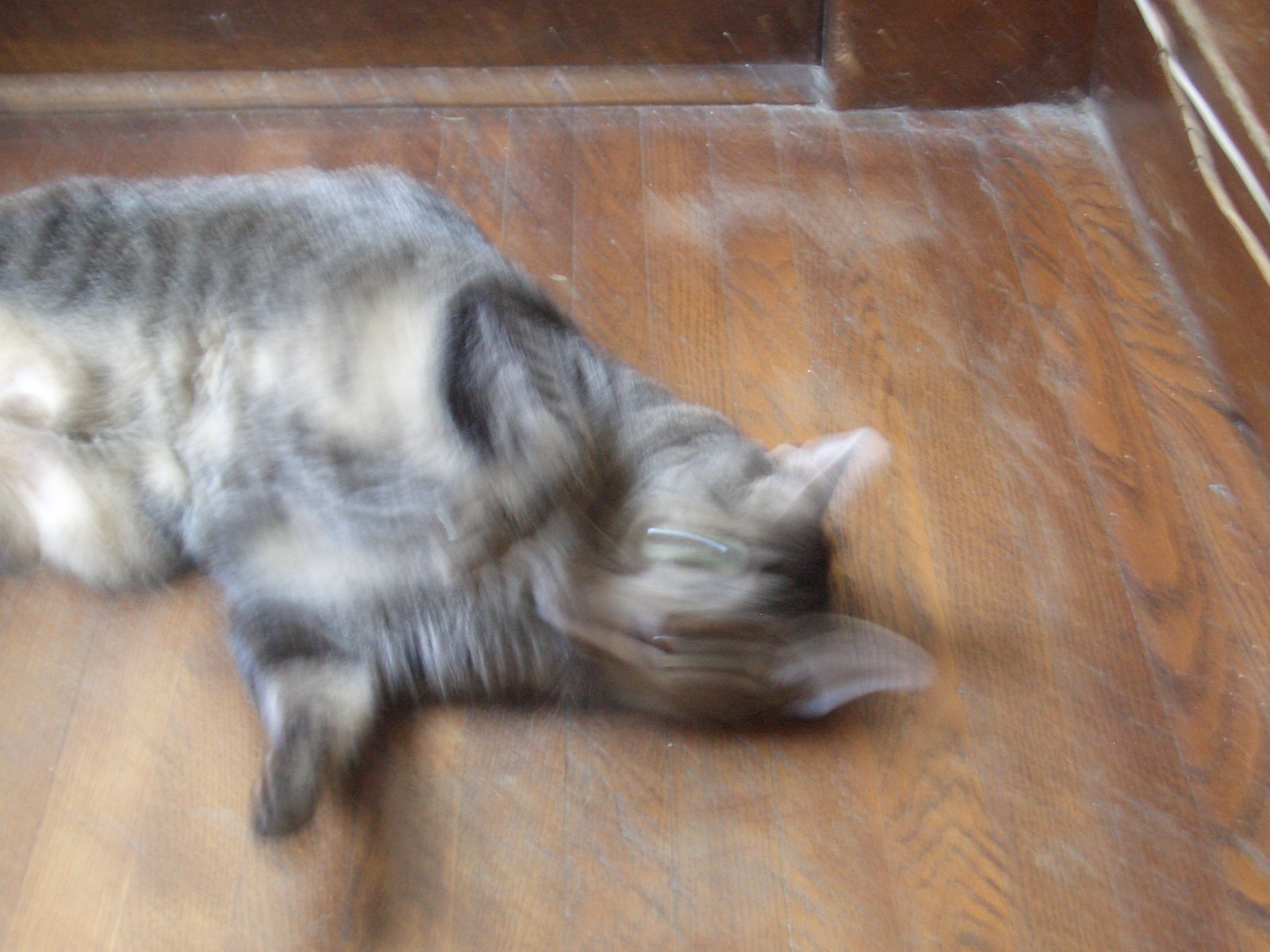 [Picture: Cosmos the Cat wriggling]