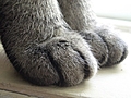 [Picture: Cosmos’ paws]