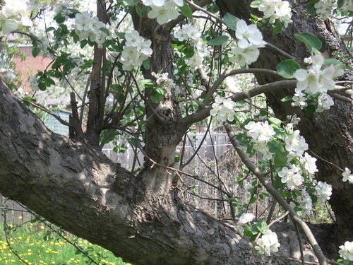 [Picture: Apple Tree Branch]