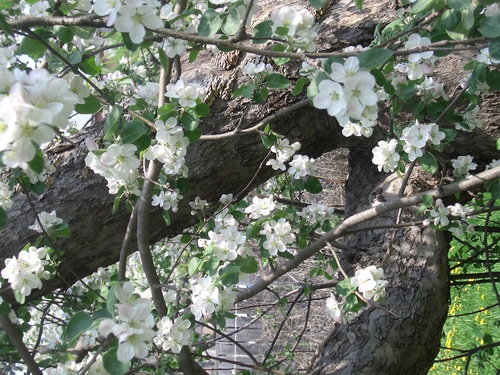 [Picture: Apple Tree Branch 2]