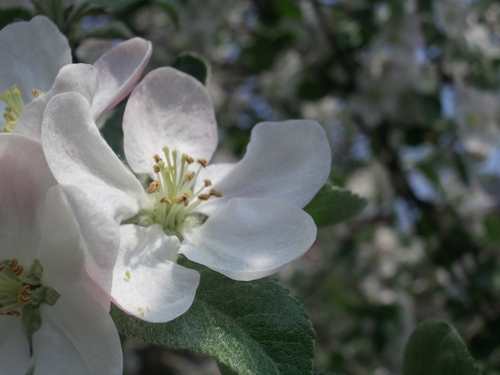 [Picture: Apple Blossom Closeup]