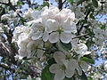[Picture: Apple Blossom Closeup 2]