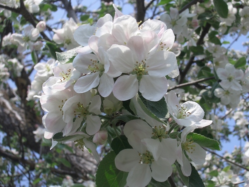 [Picture: Apple Blossom Closeup 2]