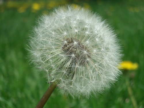 [Picture: Dandelion Seed]