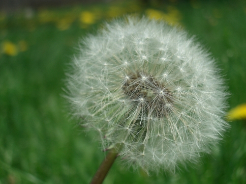 [Picture: Dandelion Seed 2]