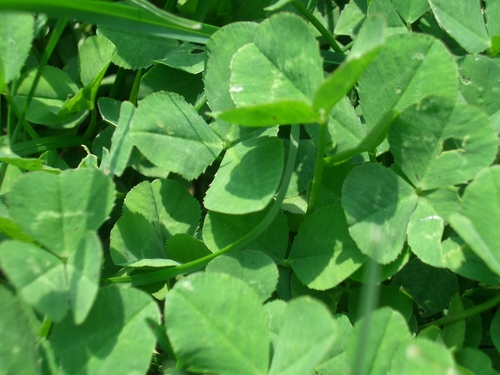 [Picture: Clover in the Lawn]