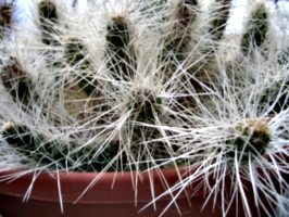 [picture: Cactus 1]
