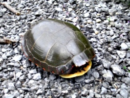 [picture: Turtle 2]
