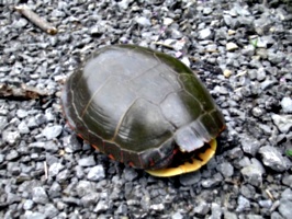 [picture: Turtle 3]