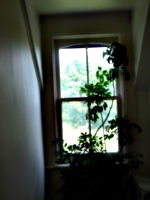[picture: Window with plant 2]