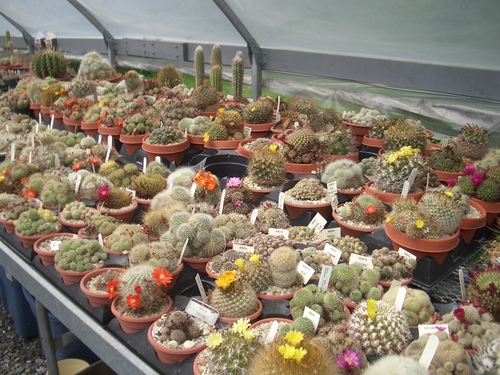 [Picture: Cactus Farm]