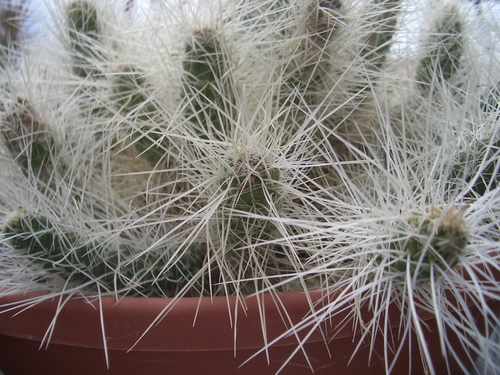 [Picture: Cactus 1]