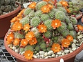 [Picture: Flowering Cacti]