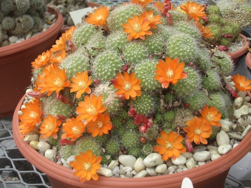 [Picture: Flowering Cacti]