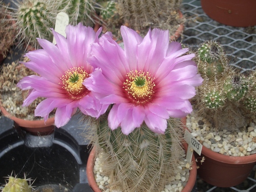 [Picture: Purple Flowering Cactus]