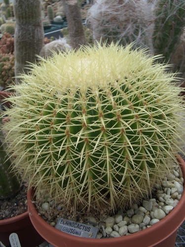 [Picture: Round Cactus]