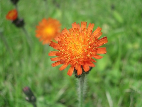 [Picture: Orange flower]