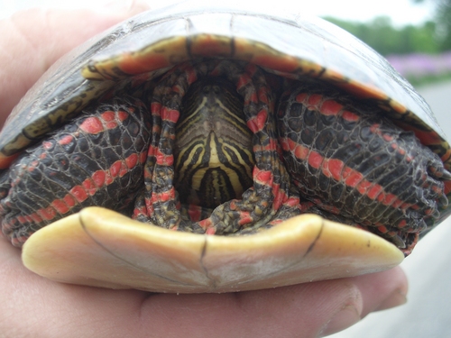 [Picture: Turtle]