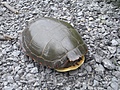 [Picture: Turtle 2]