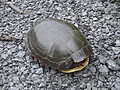 [Picture: Turtle 3]
