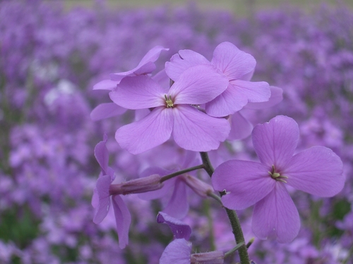 [Picture: Purple flowers]
